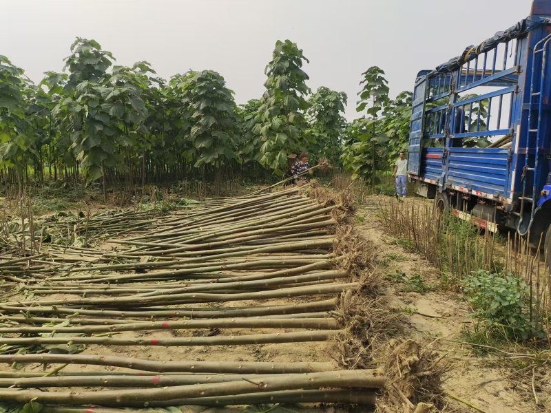 泡桐树苗成年苗基地现挖现发成活高保证正品量大优惠代发