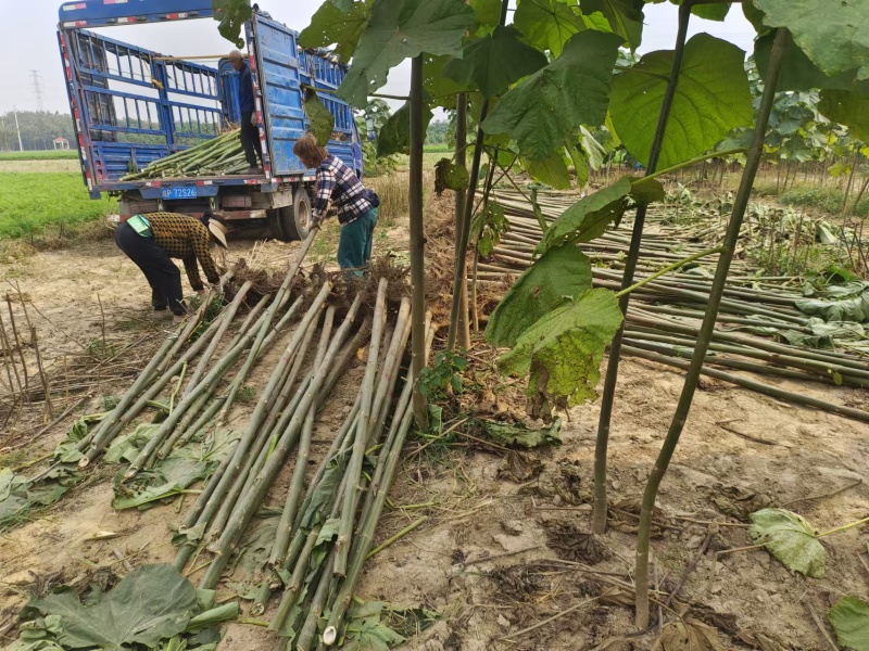 泡桐树苗成年苗基地现挖现发成活高保证正品量大优惠代发