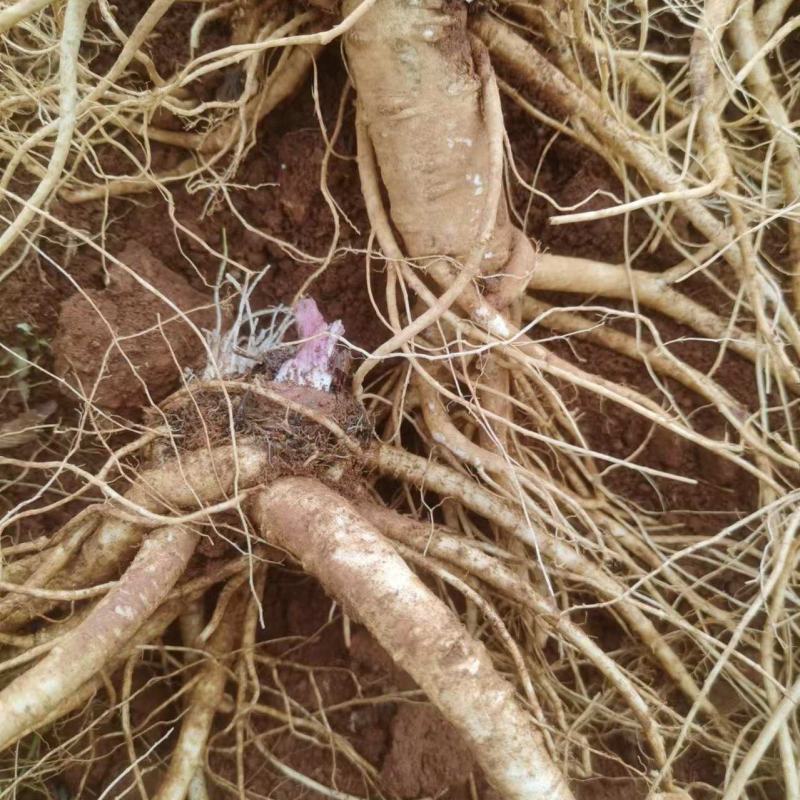 当归来自原产地价格美丽惊喜货源充足随心选购