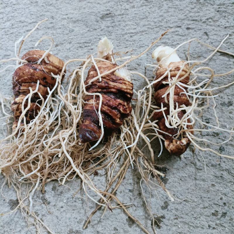 颠重楼七叶一枝花蚤休农家自产自销***鲜货