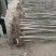 泡桐树桩保证发芽率成年基地现挖现发成活高保证正品量大优惠