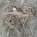 泡桐树桩保证发芽率成年基地现挖现发成活高保证正品量大优惠