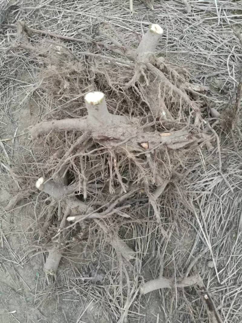 泡桐树桩保证发芽率成年基地现挖现发成活高保证正品量大优惠