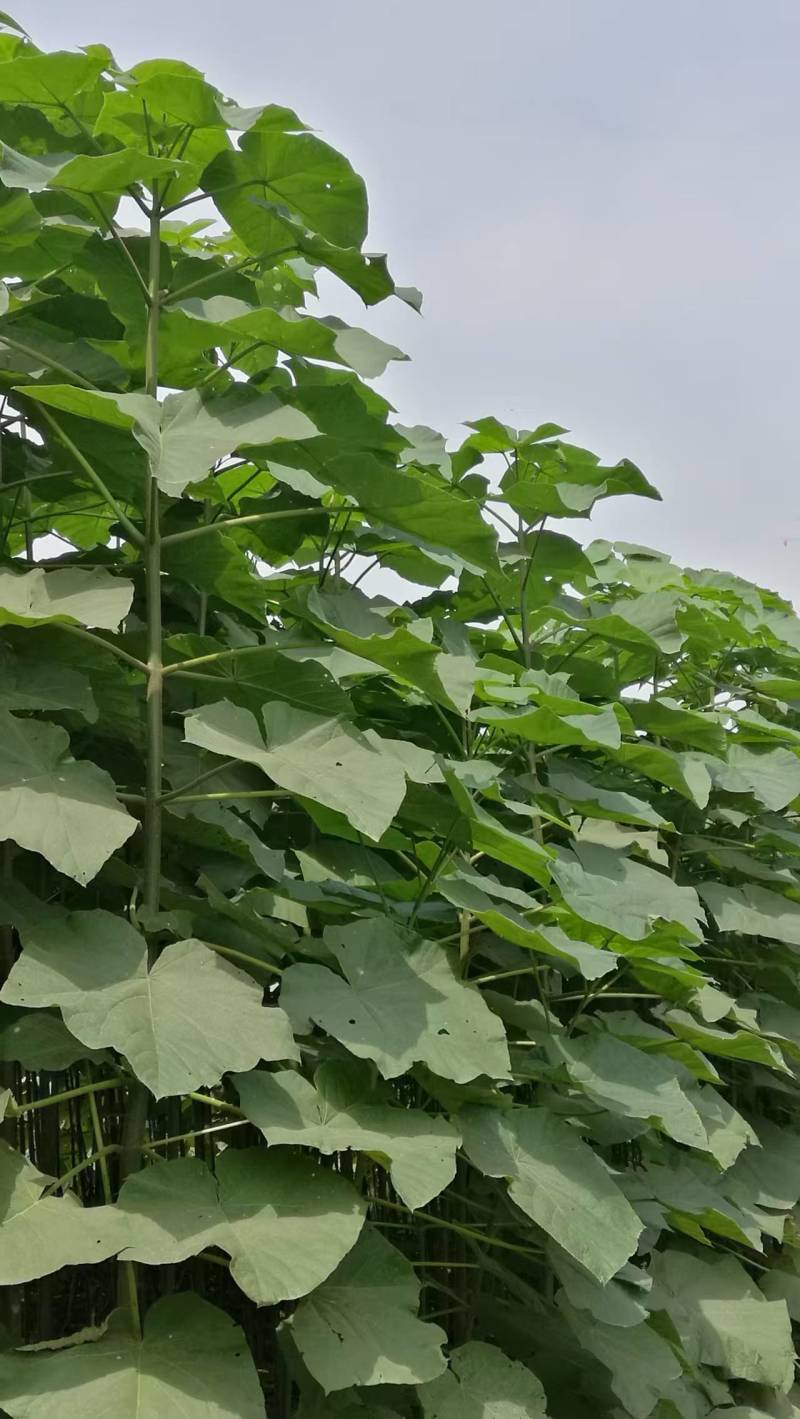 泡桐树桩保证发芽率成年基地现挖现发成活高保证正品量大优惠