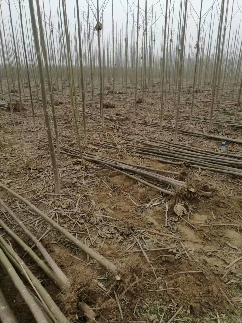 泡桐树桩保证发芽率成年基地现挖现发成活高保证正品量大优惠