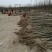 泡桐树桩保证发芽率成年基地现挖现发成活高保证正品量大优惠