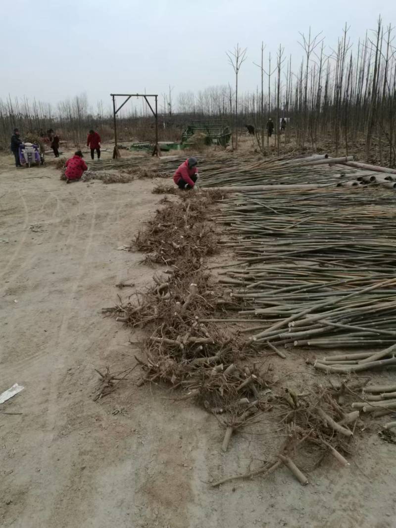 泡桐树桩保证发芽率成年基地现挖现发成活高保证正品量大优惠