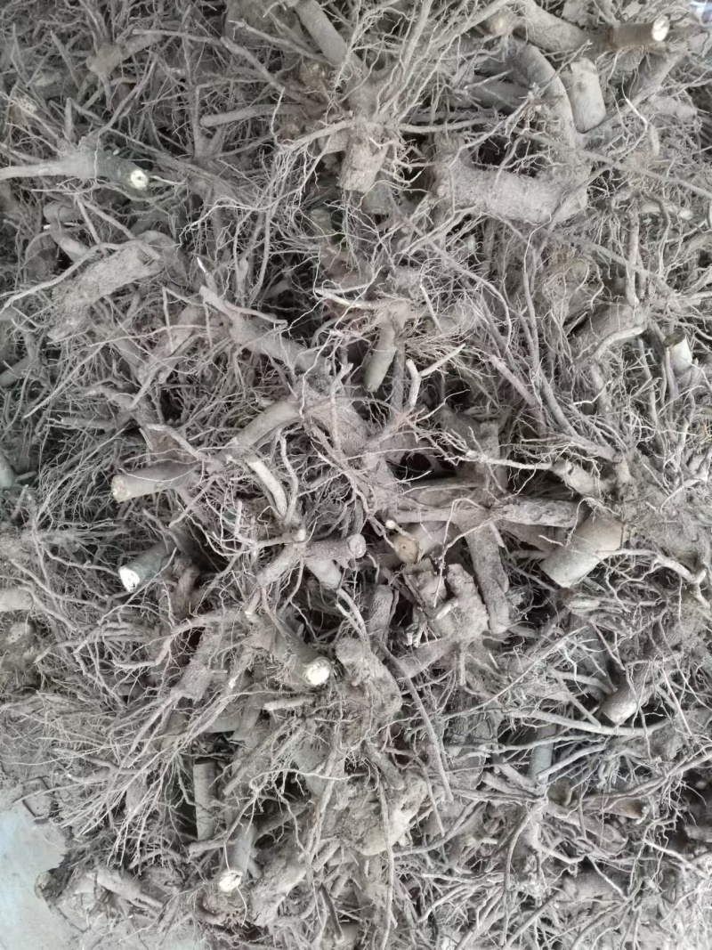 泡桐树桩保证发芽率成年基地现挖现发成活高保证正品量大优惠