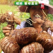 芋头8520山东芋头精品芋头（批发价）可视频看货欢迎电