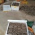 泡桐根保证发芽率成年基地现挖现发成活高保证正品量大优惠