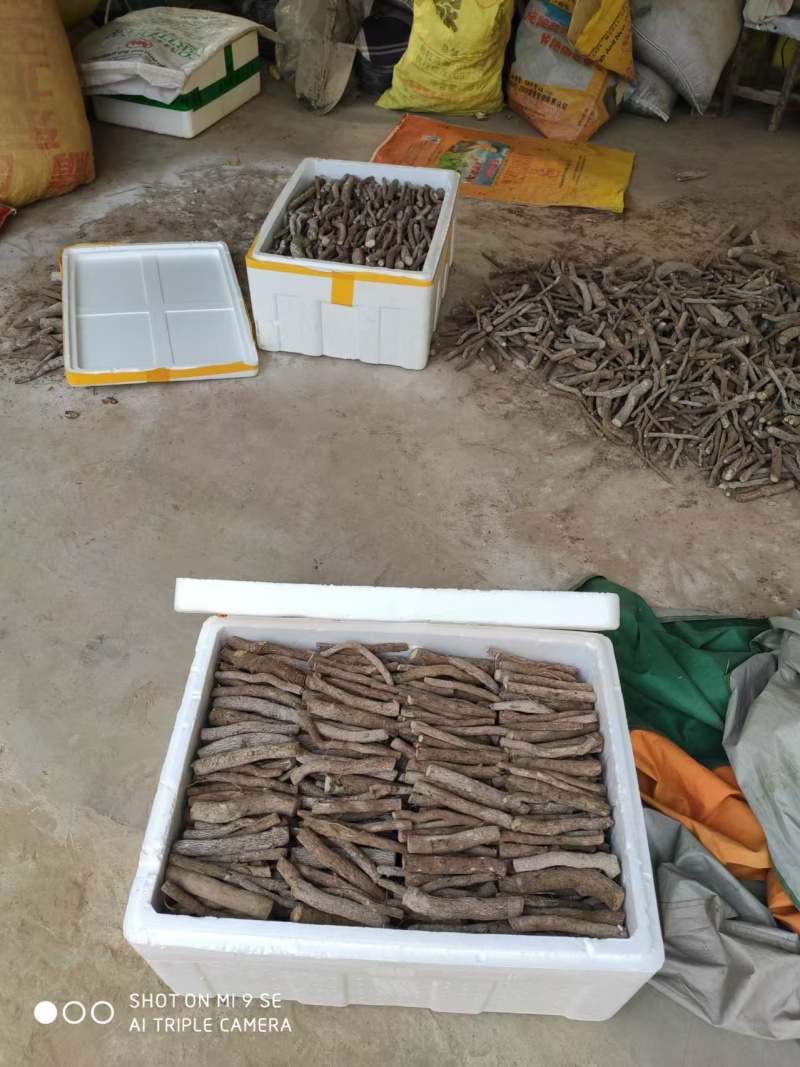 泡桐根保证发芽率成年基地现挖现发成活高保证正品量大优惠