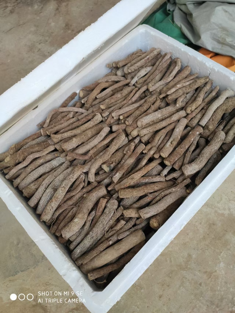 泡桐根保证发芽率成年基地现挖现发成活高保证正品量大优惠