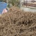 泡桐根保证发芽率成年基地现挖现发成活高保证正品量大优惠