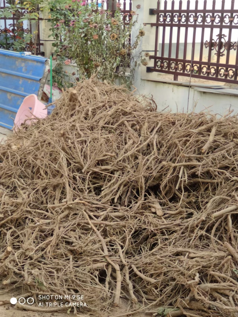 泡桐根保证发芽率成年基地现挖现发成活高保证正品量大优惠