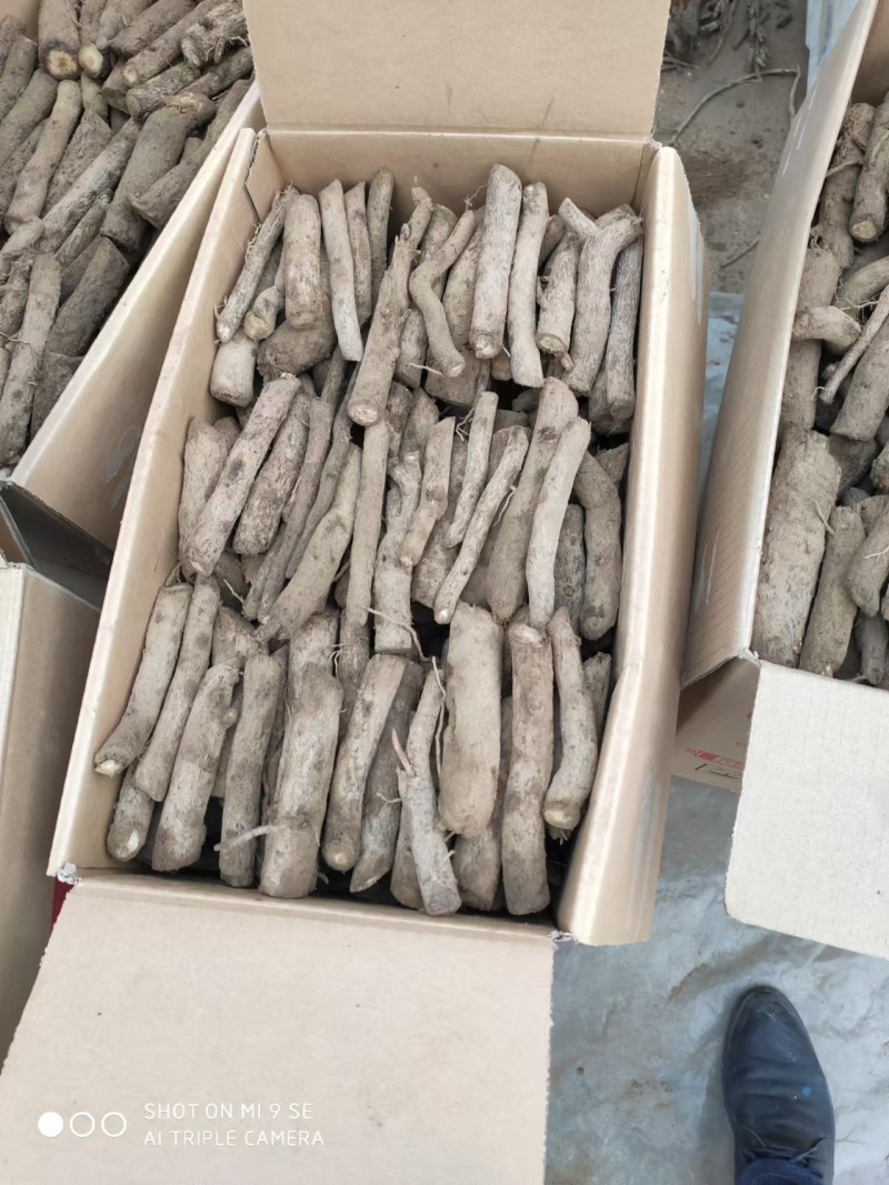 泡桐根保证发芽率成年基地现挖现发成活高保证正品量大优惠