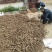 泡桐根保证发芽率成年基地现挖现发成活高保证正品量大优惠