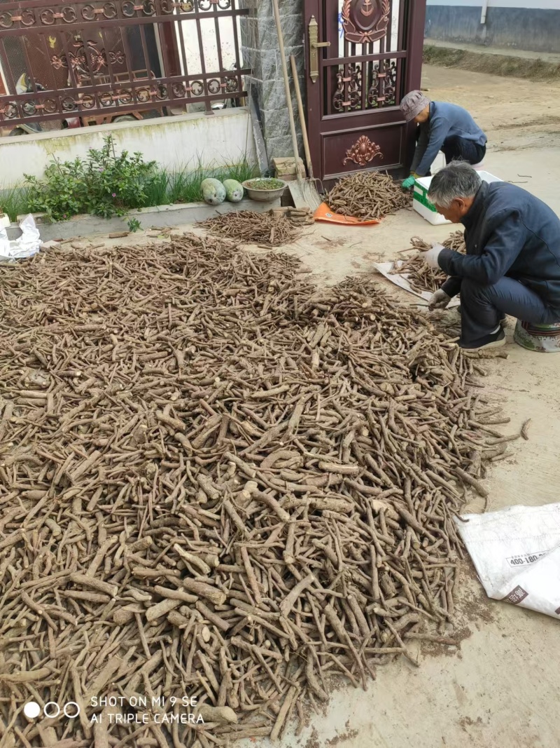泡桐根保证发芽率成年基地现挖现发成活高保证正品量大优惠