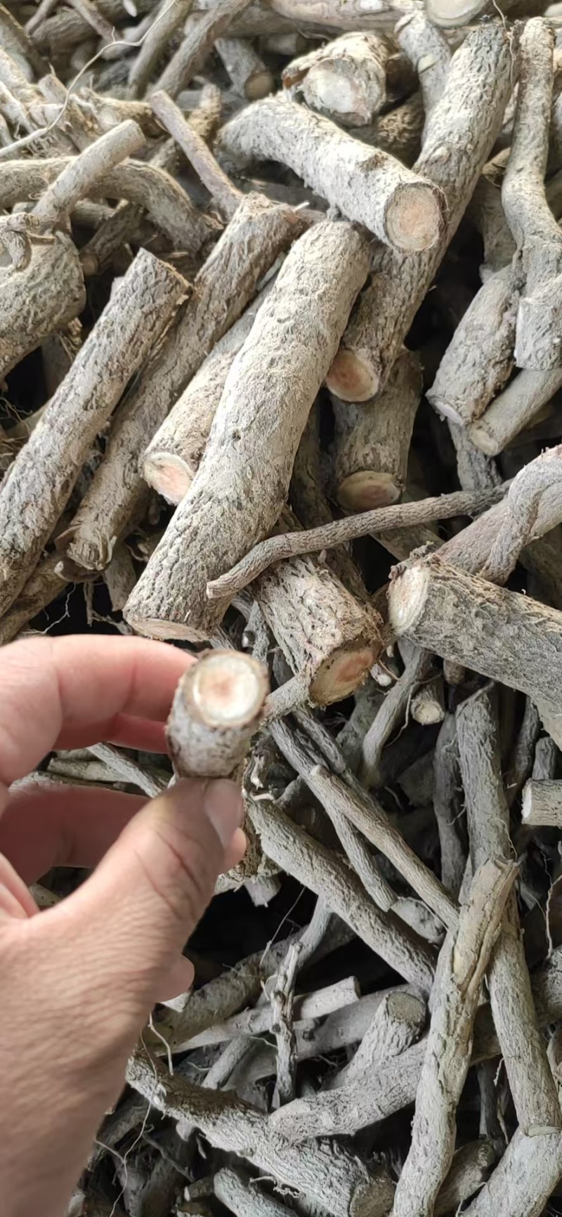 泡桐根保证发芽率成年基地现挖现发成活高保证正品量大优惠