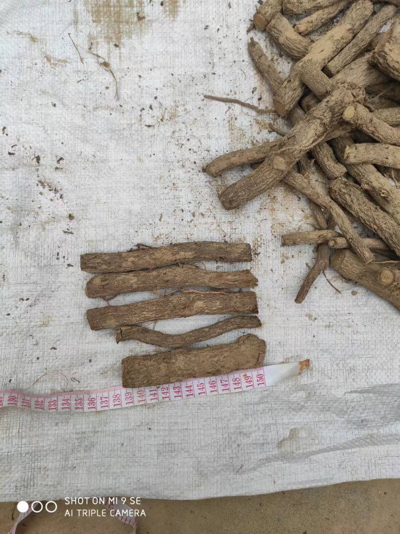 泡桐根保证发芽率成年基地现挖现发成活高保证正品量大优惠