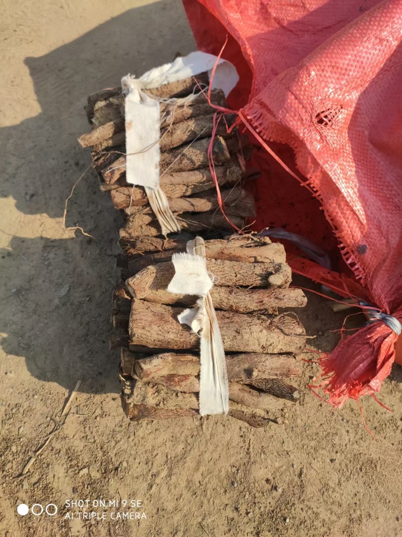 泡桐根保证发芽率成年基地现挖现发成活高保证正品量大优惠