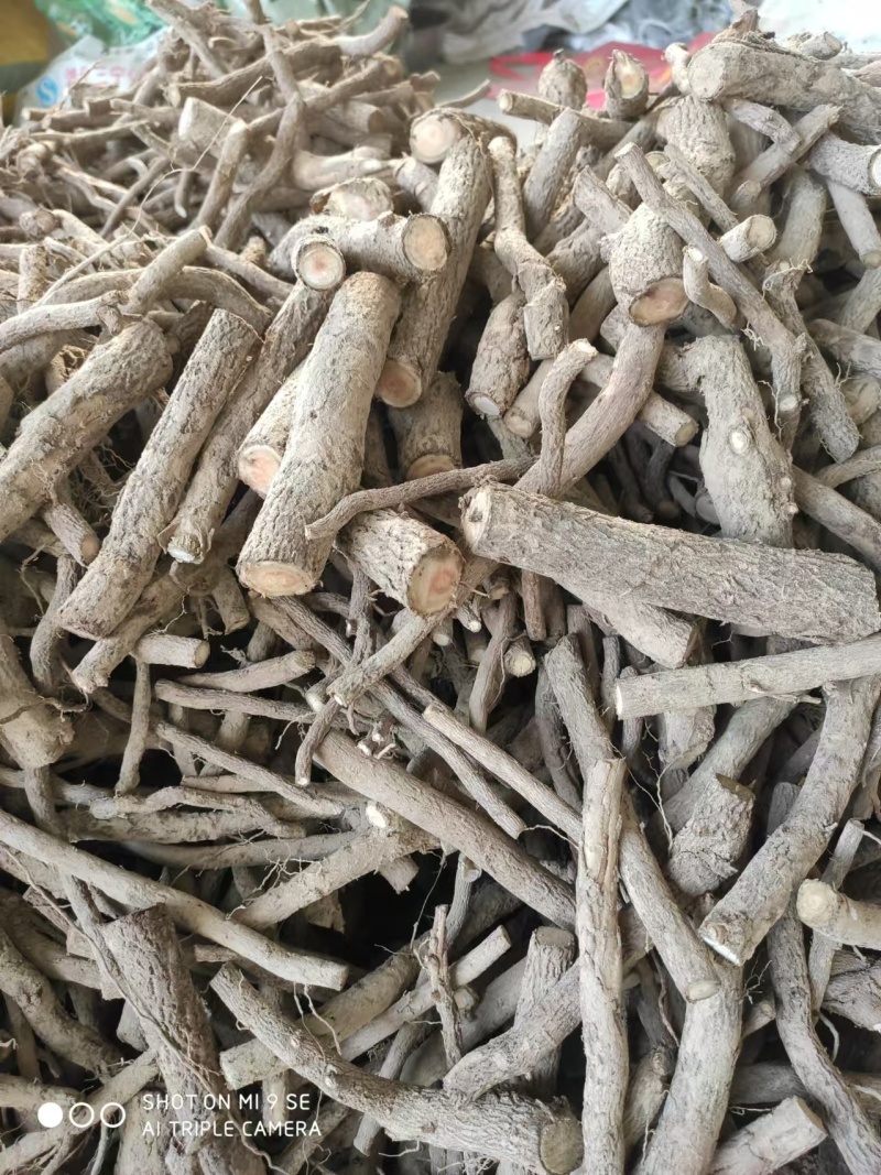 泡桐根保证发芽率成年基地现挖现发成活高保证正品量大优惠