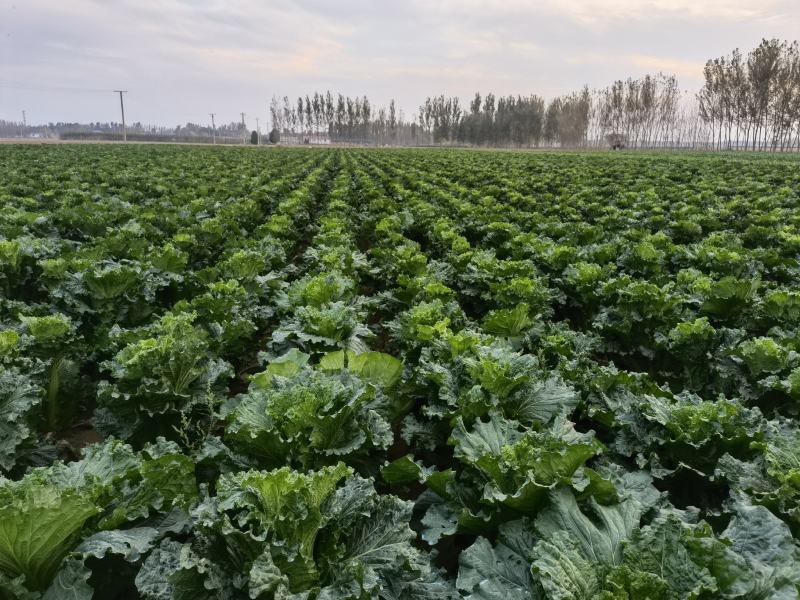 山东白菜青帮津育80自产自销，产地一手货源，欢迎电联