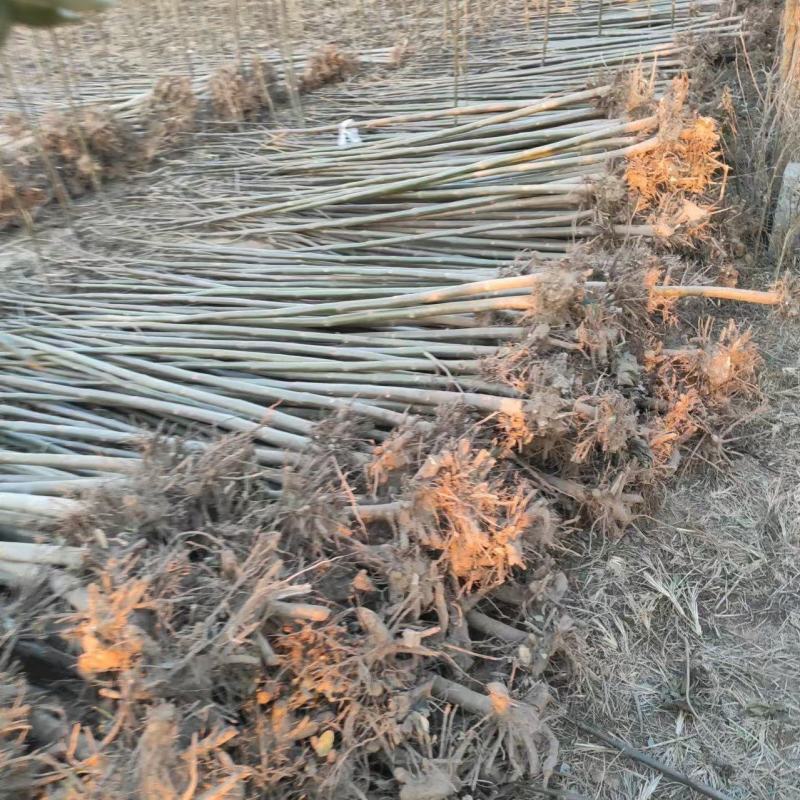 泡桐树苗成年苗基地现挖现发成活高保证正品量大优惠代发