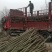 泡桐树苗成年苗基地现挖现发成活高保证正品量大优惠代发