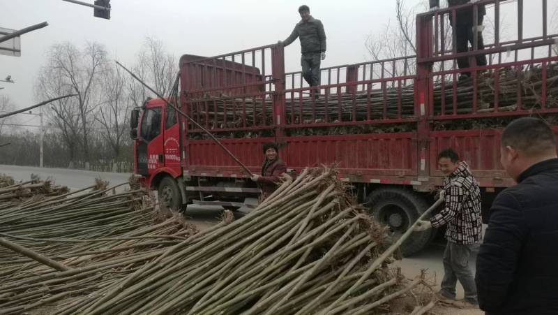 泡桐树苗成年苗基地现挖现发成活高保证正品量大优惠代发