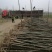 泡桐树苗成年苗基地现挖现发成活高保证正品量大优惠代发
