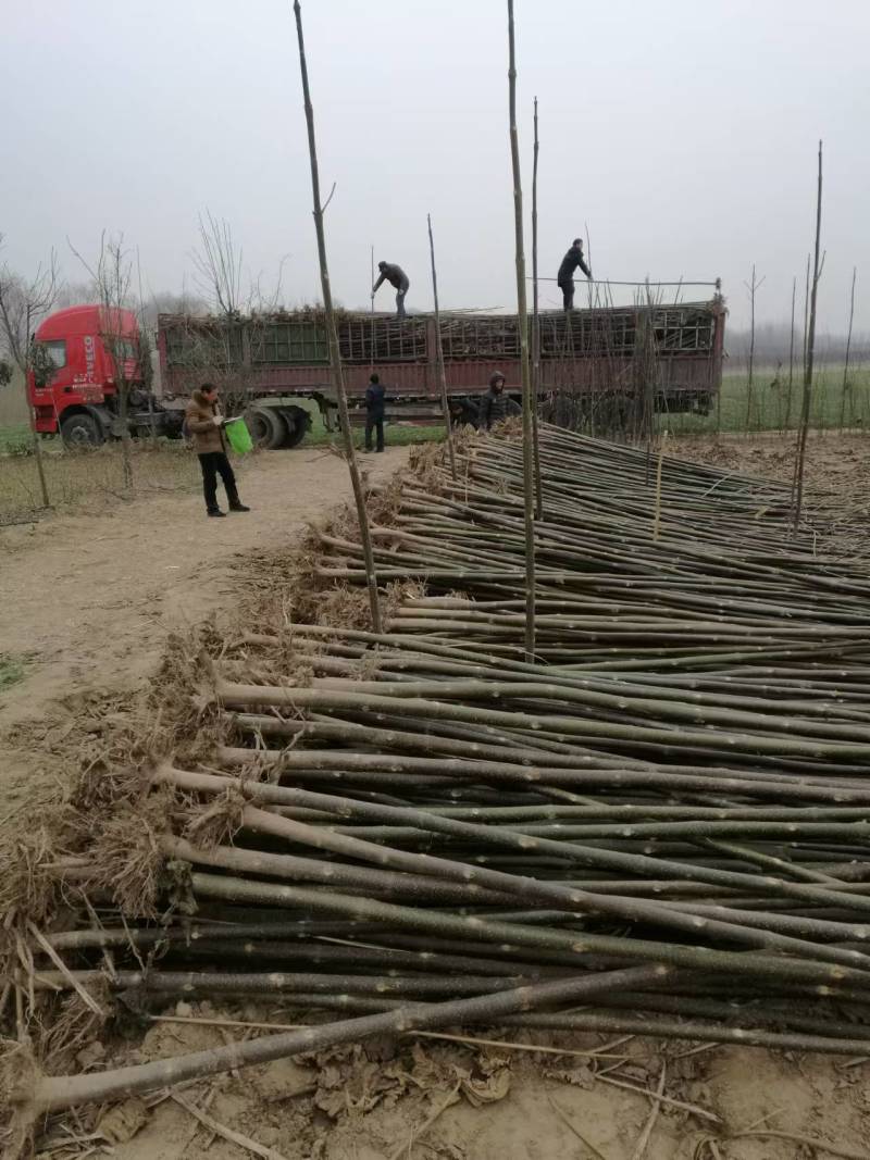泡桐树苗成年苗基地现挖现发成活高保证正品量大优惠代发