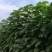 泡桐树苗成年苗基地现挖现发成活高保证正品量大优惠代发