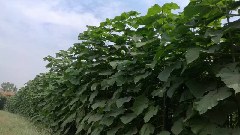 泡桐树苗成年苗基地现挖现发成活高保证正品量大优惠代发