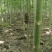 泡桐树苗成年苗基地现挖现发成活高保证正品量大优惠代发