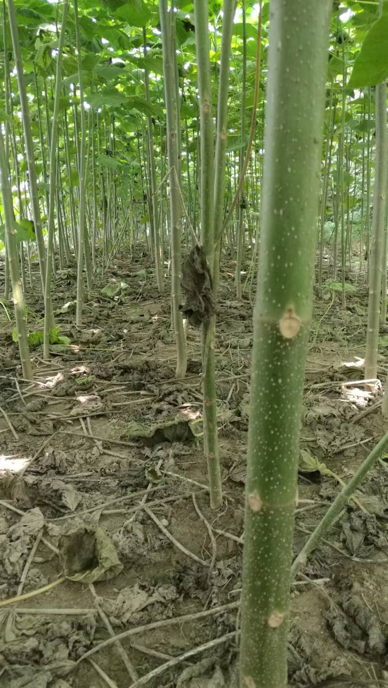 泡桐树苗成年苗基地现挖现发成活高保证正品量大优惠代发