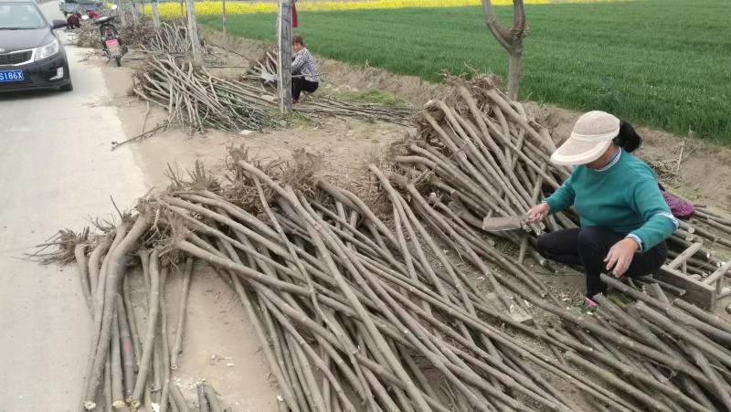 泡桐树苗成年苗基地现挖现发成活高保证正品量大优惠代发