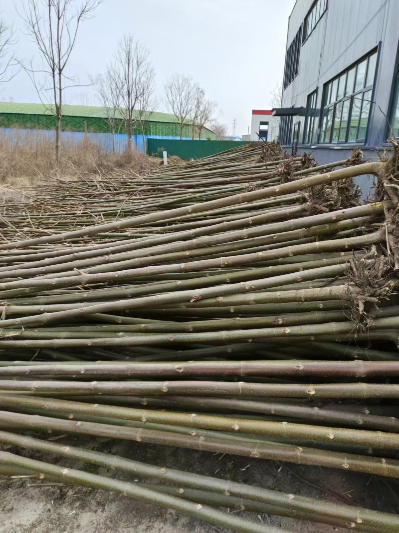 泡桐树苗成年苗基地现挖现发成活高保证正品量大优惠代发