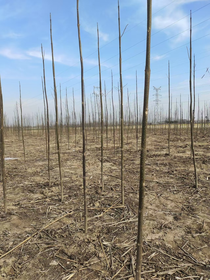 泡桐树苗成年苗基地现挖现发成活高保证正品量大优惠代发