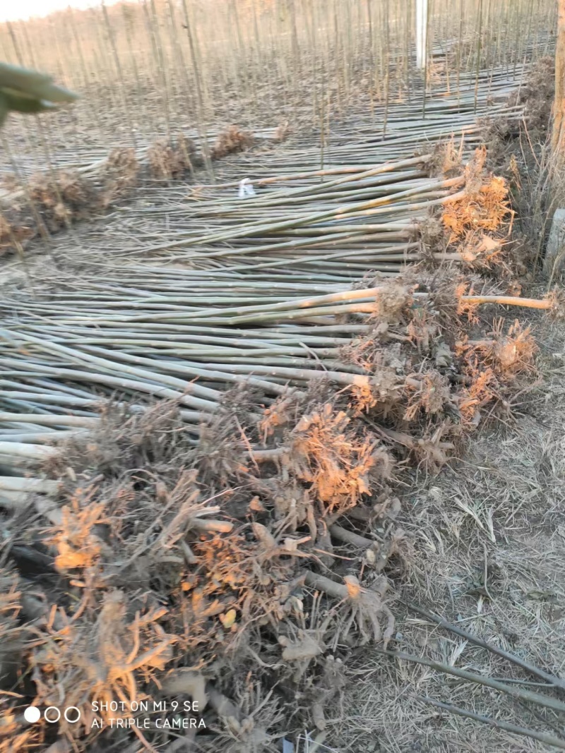 泡桐树苗成年苗基地现挖现发成活高保证正品量大优惠代发