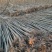 泡桐树苗成年苗基地现挖现发成活高保证正品量大优惠代发