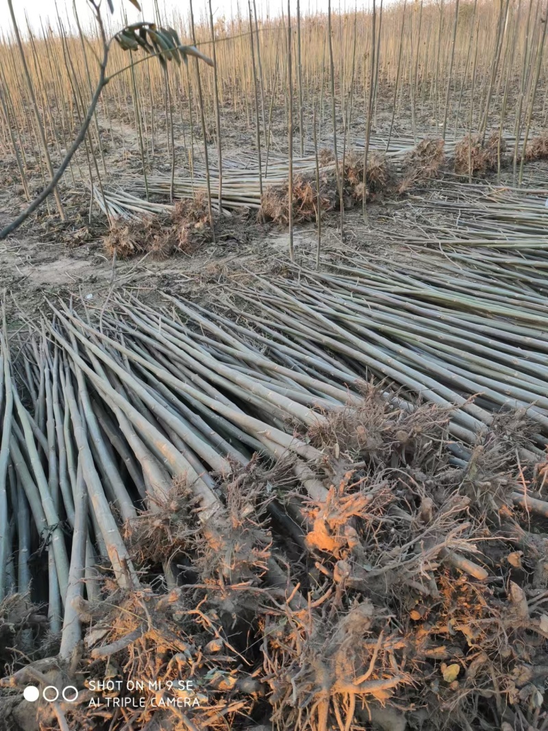 泡桐树苗成年苗基地现挖现发成活高保证正品量大优惠代发