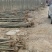 泡桐树苗成年苗基地现挖现发成活高保证正品量大优惠代发