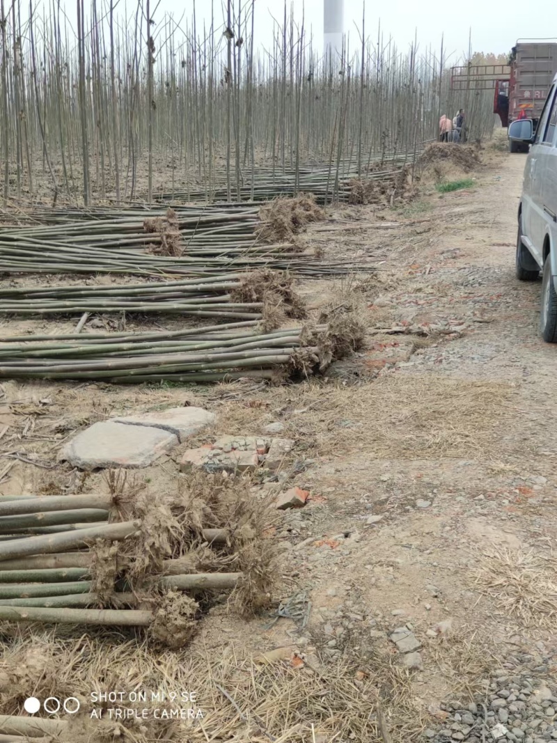 泡桐树苗成年苗基地现挖现发成活高保证正品量大优惠代发