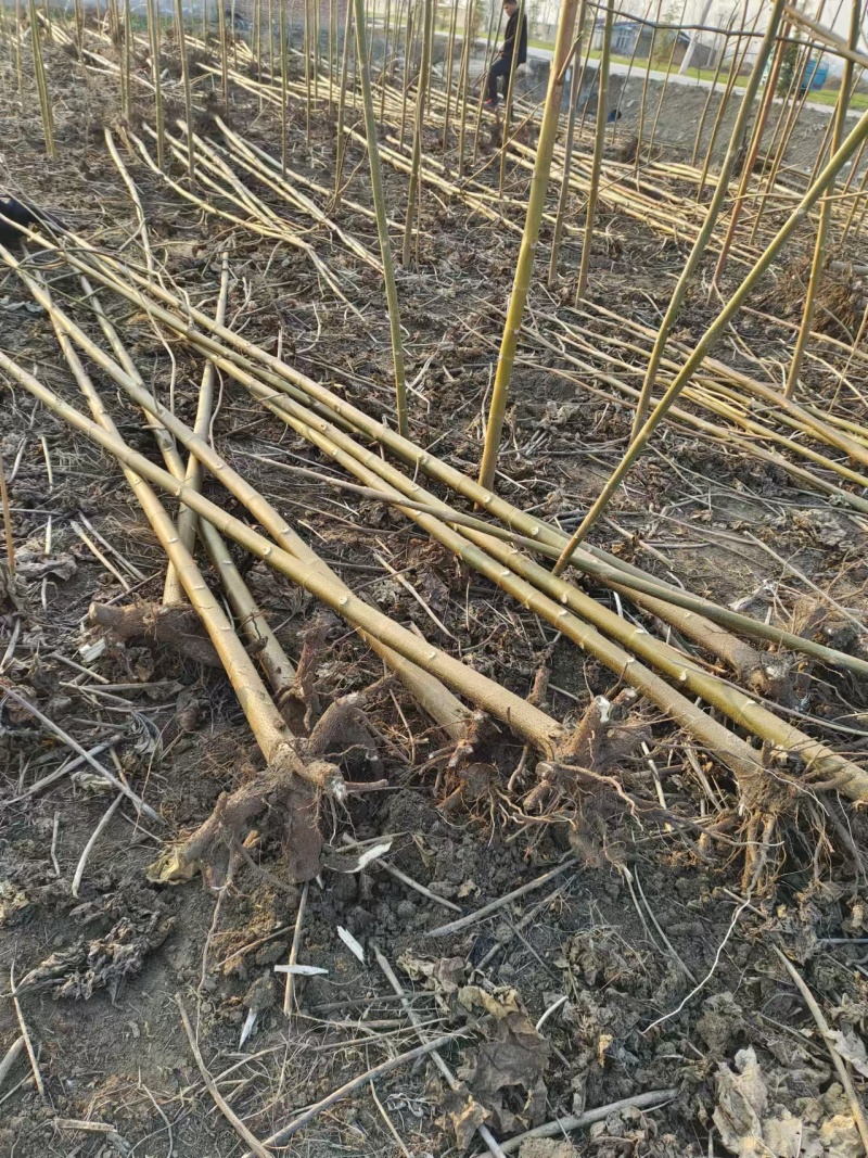 泡桐树苗成年苗基地现挖现发成活高保证正品量大优惠代发