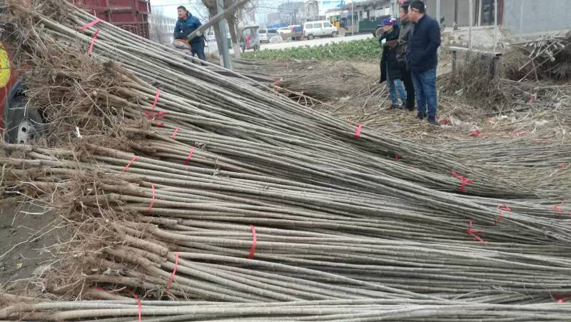 河南周口-杨树苗-速生杨树苗当年苗现挖现发成活高保证正品