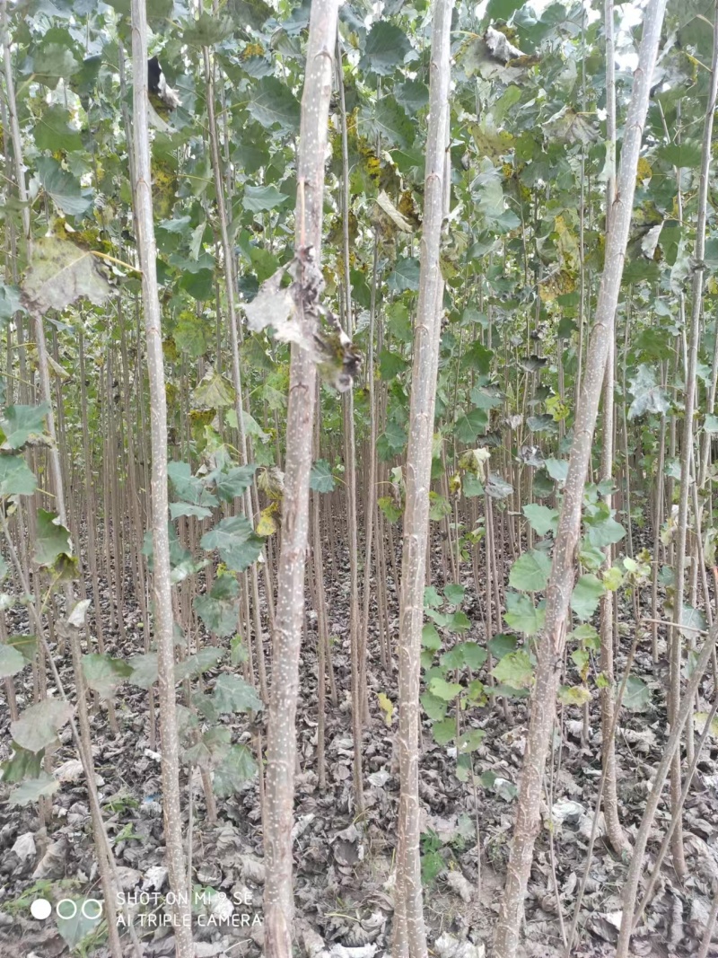 河南周口-杨树苗-速生杨树苗当年苗现挖现发成活高保证正品