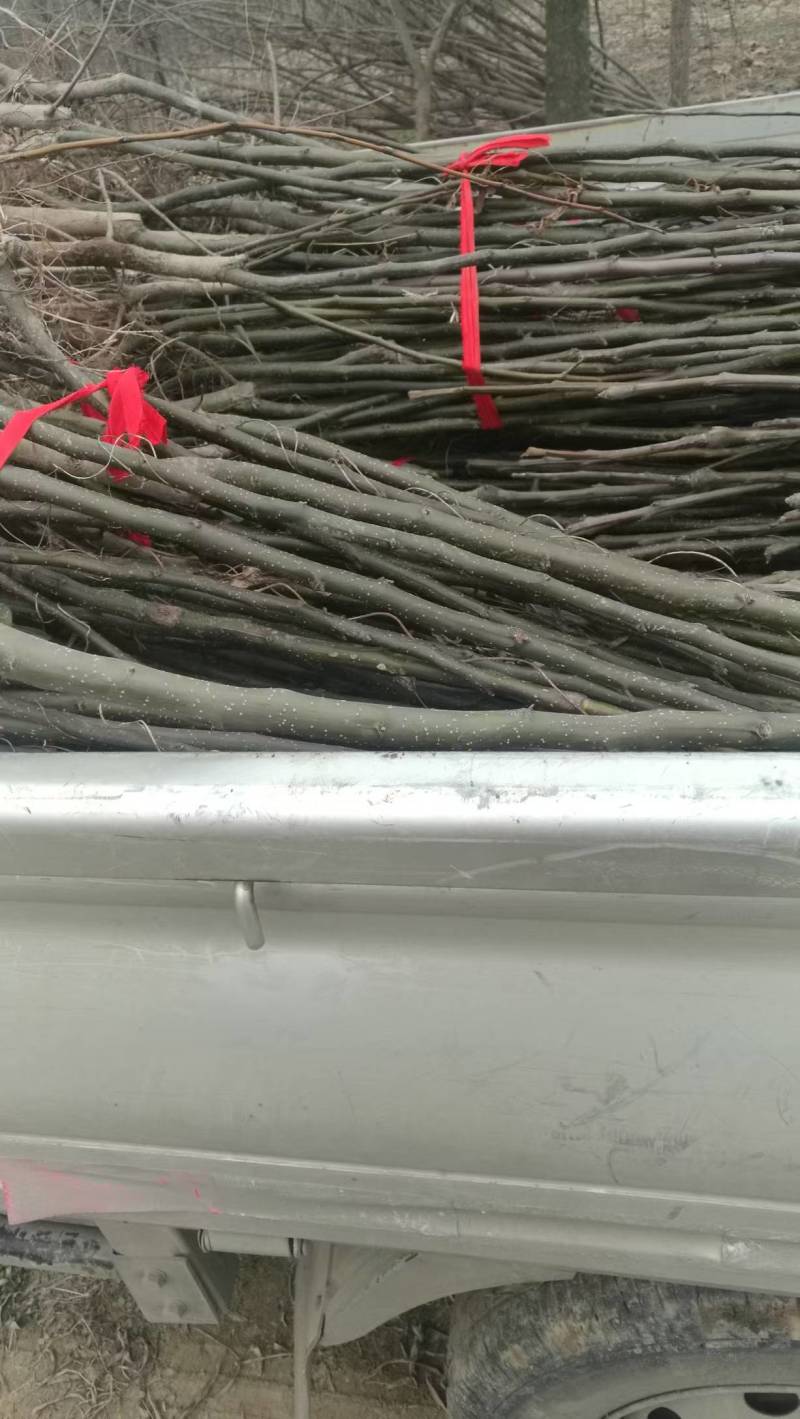 河南周口梨树苗-秋月梨树苗当年苗现挖现发成活高保证正品