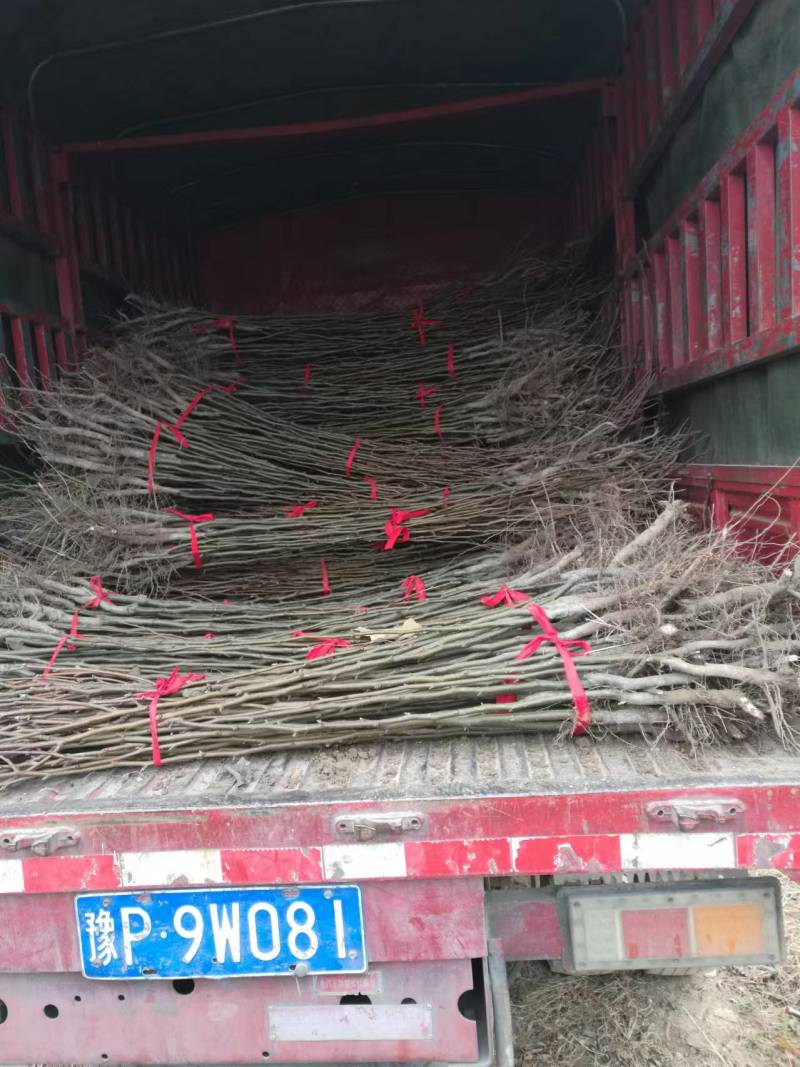 河南周口梨树苗-秋月梨树苗当年苗现挖现发成活高保证正品