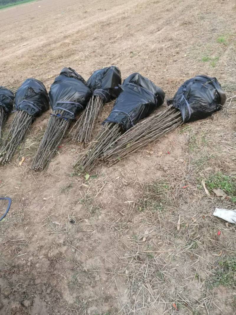 河南周口梨树苗-秋月梨树苗当年苗现挖现发成活高保证正品