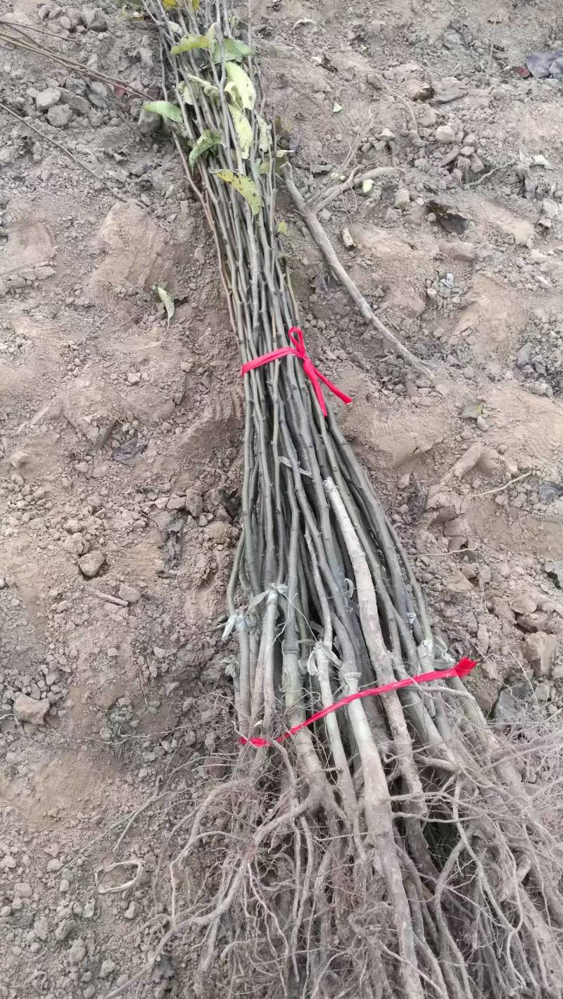 河南周口梨树苗-秋月梨树苗当年苗现挖现发成活高保证正品